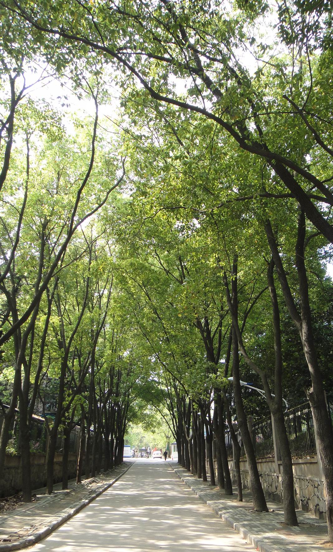 入所林荫道