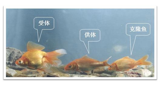 中共中央政治局委员