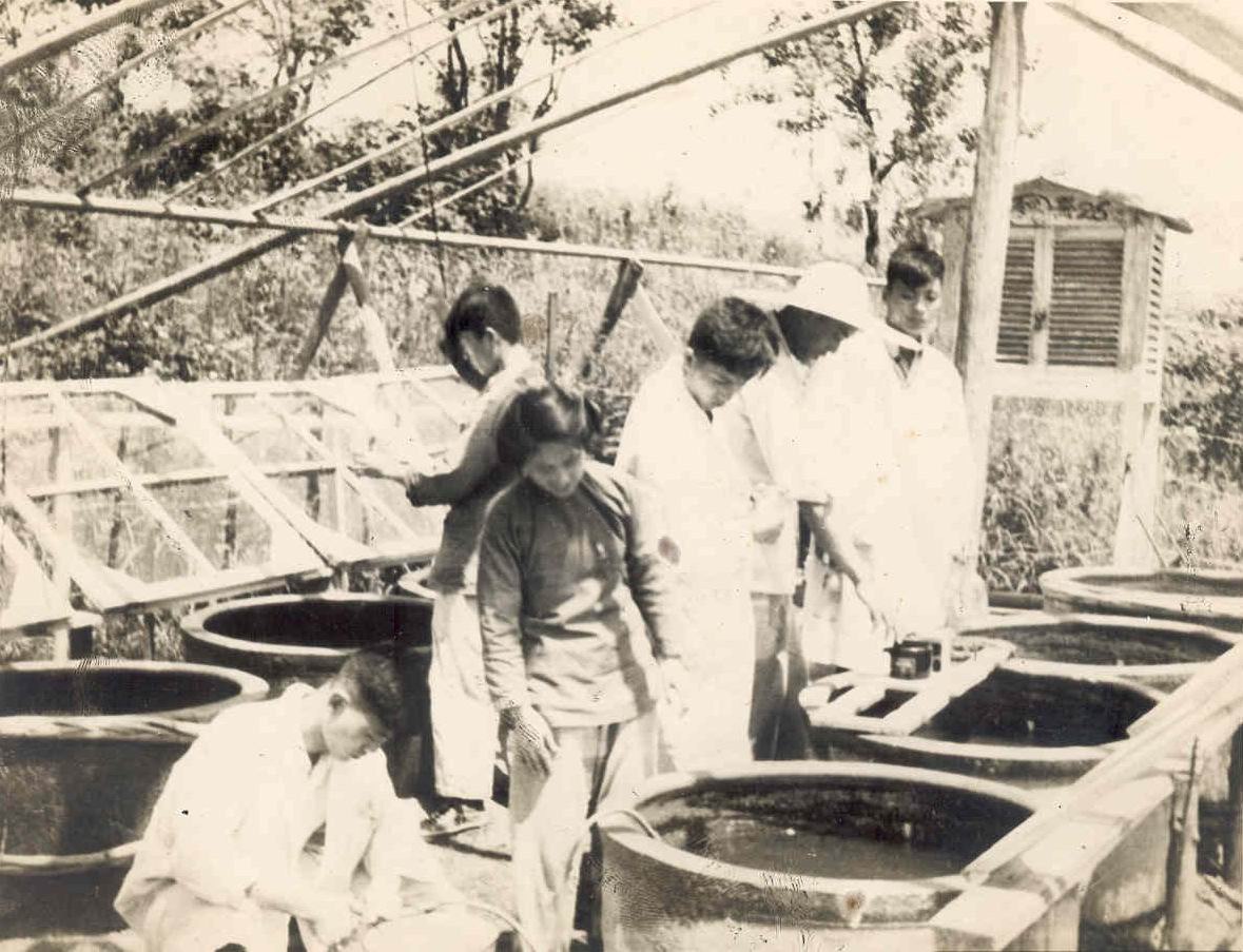 1955年开展浮游生物培养工作