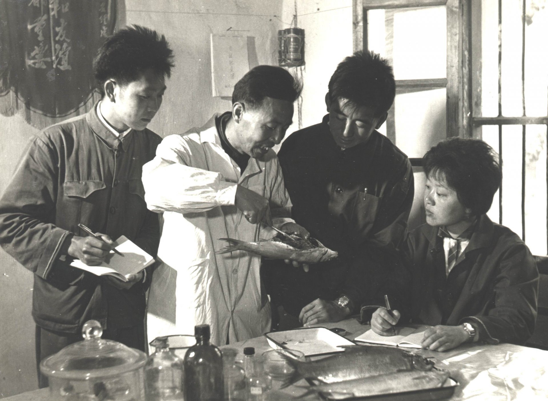 细鳞斜颌鲴经水生所科研人员驯化成功