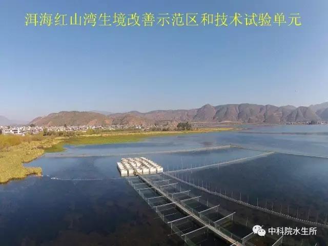 水生所在洱海干了些啥