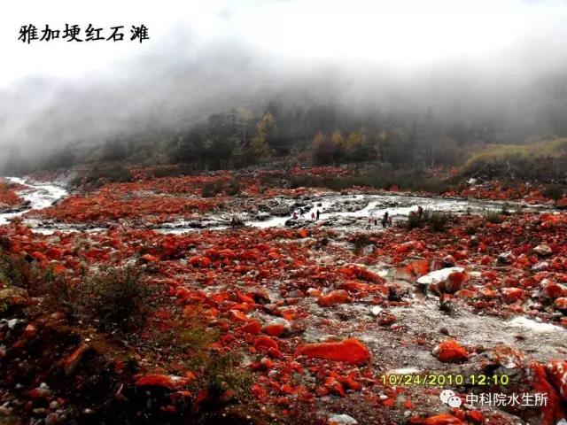 藻类的激情展示