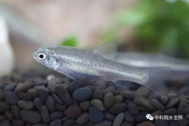 稀有鮈鲫