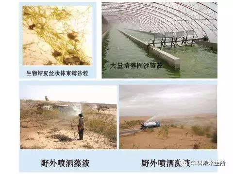 利用蓝藻治理荒漠又获理论新突破