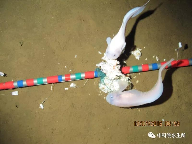 白海豚不搬家”承诺兑现的背后
