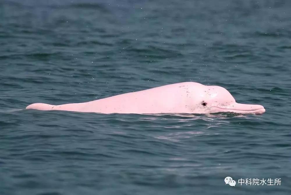 白海豚不搬家”承诺兑现的背后