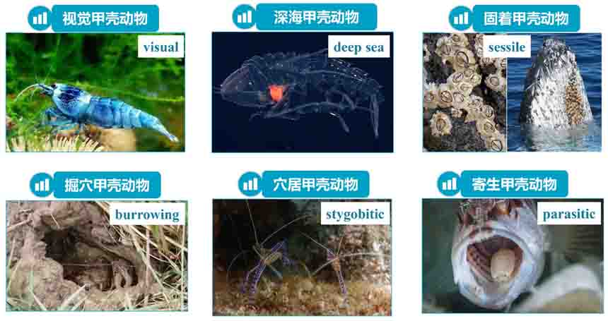 水生所与兰州大学在甲壳动物线粒体基因