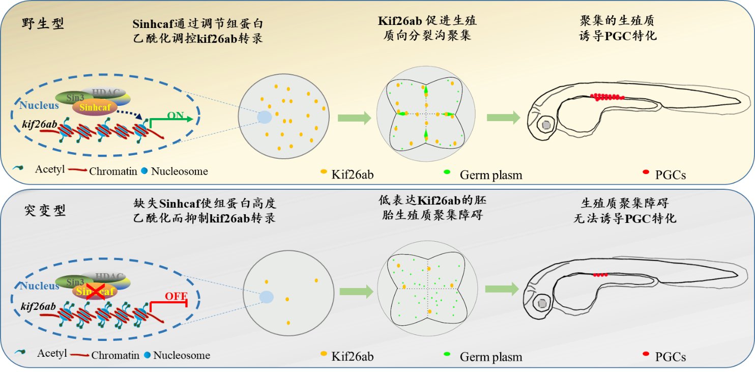 水生所发现斑马鱼原始生殖细胞特化形成