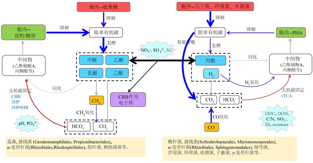 水生所研究揭示生物结皮微生物群落碳循