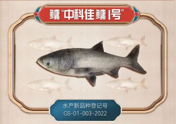 水生所培育的多个鱼类新品种获上海海港