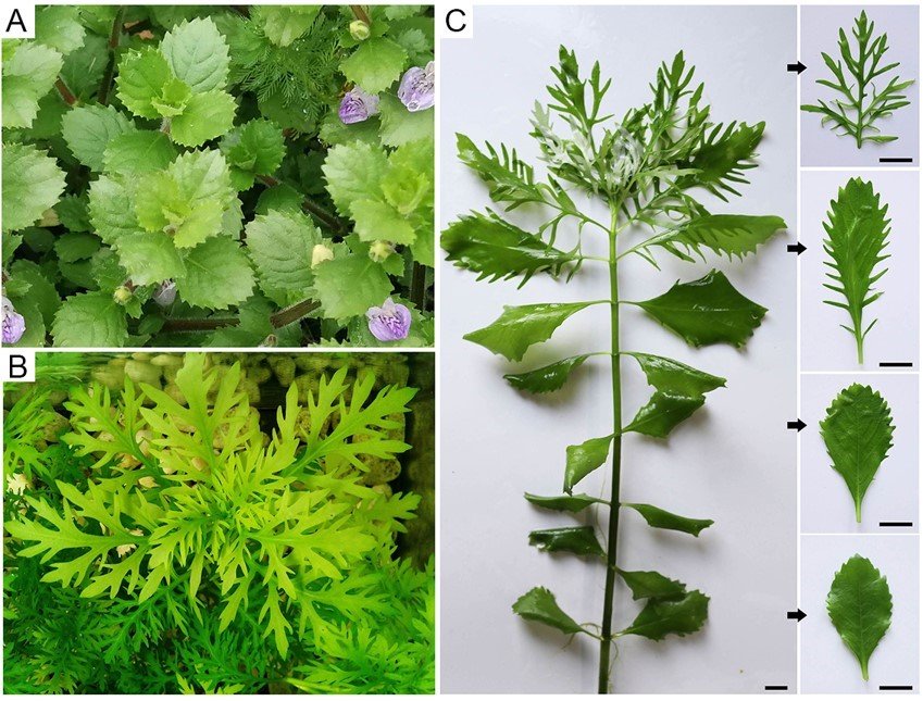 水生所在水生植物异形叶调控的分子机制