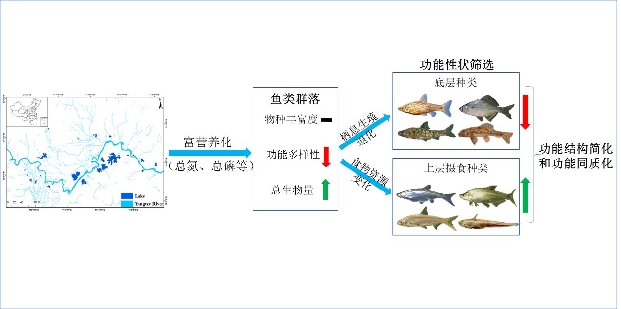 水生所在湖泊富营养化诱导鱼类群落功能