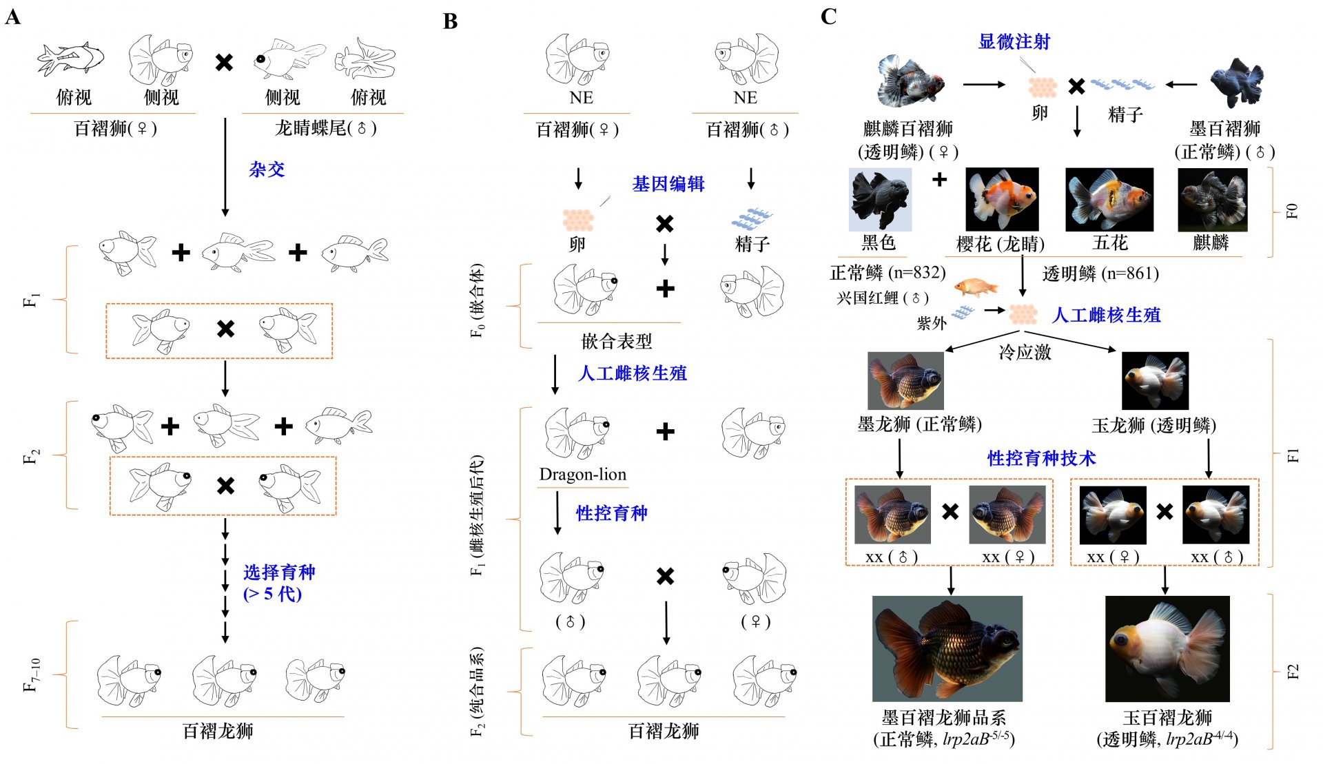 作者:余鹏
