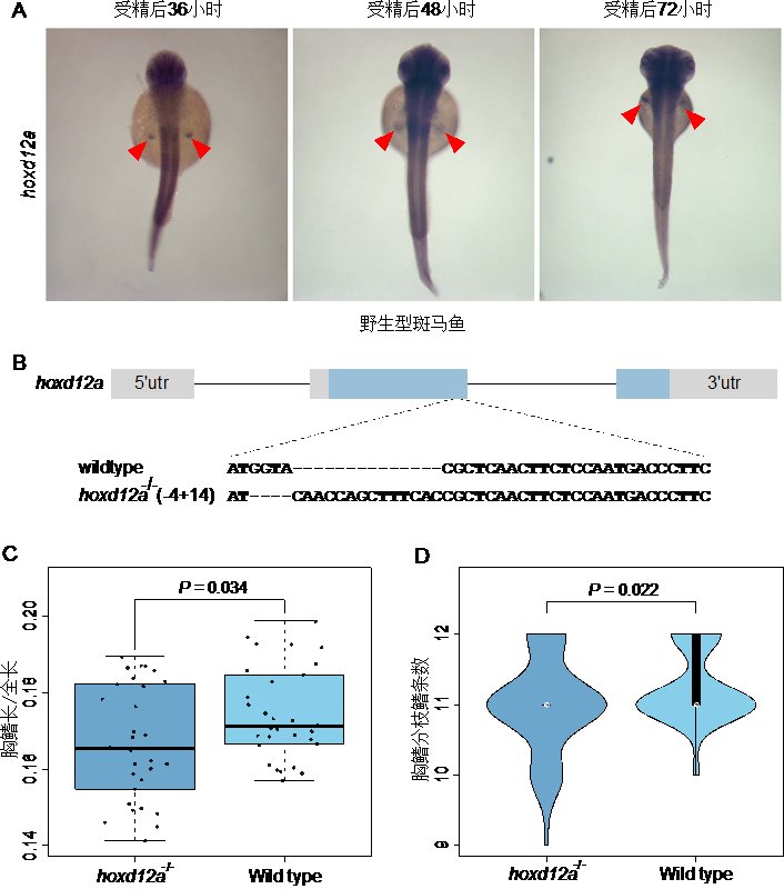 水生所关于黑斑原鮡适应青藏高原极端环