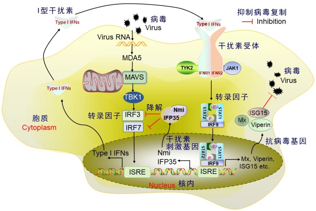 水生所揭示低等脊椎动物干扰素刺激基因