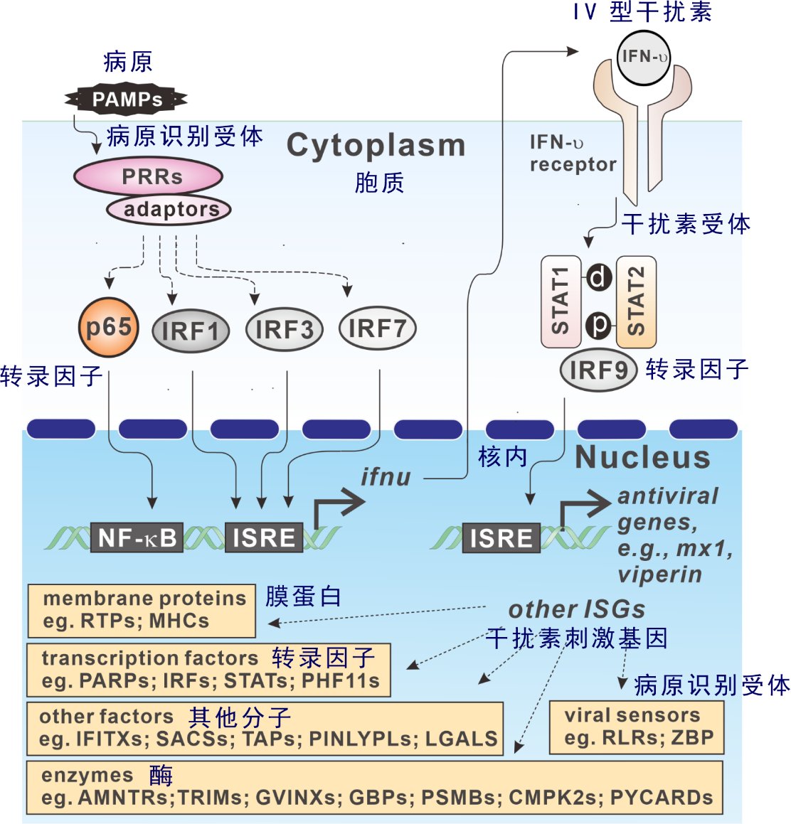 作者：陈善楠