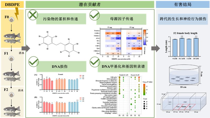 水生所关于十溴二苯乙烷的毒性作用机制