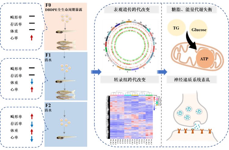 作者：孙玉苗、朱璧然、杨丽华