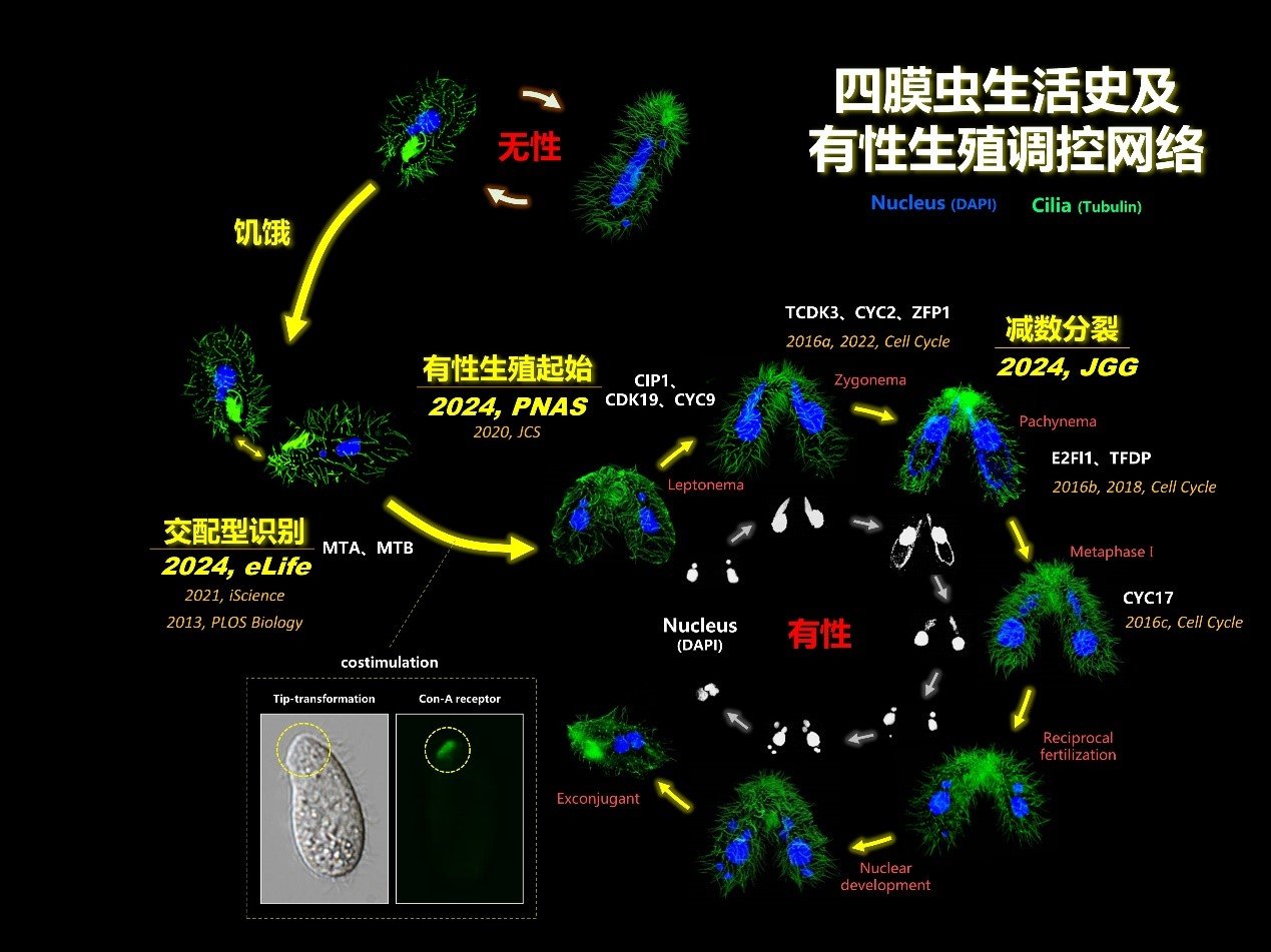 水生所在原生动物有性生殖研究中取得系
