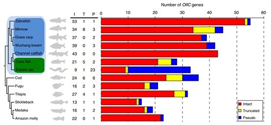 比较基因组学研究揭示骨鳔鱼类适应辐射