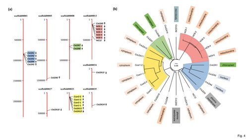 藻类遗传学与生物技术学科组首次揭示绿