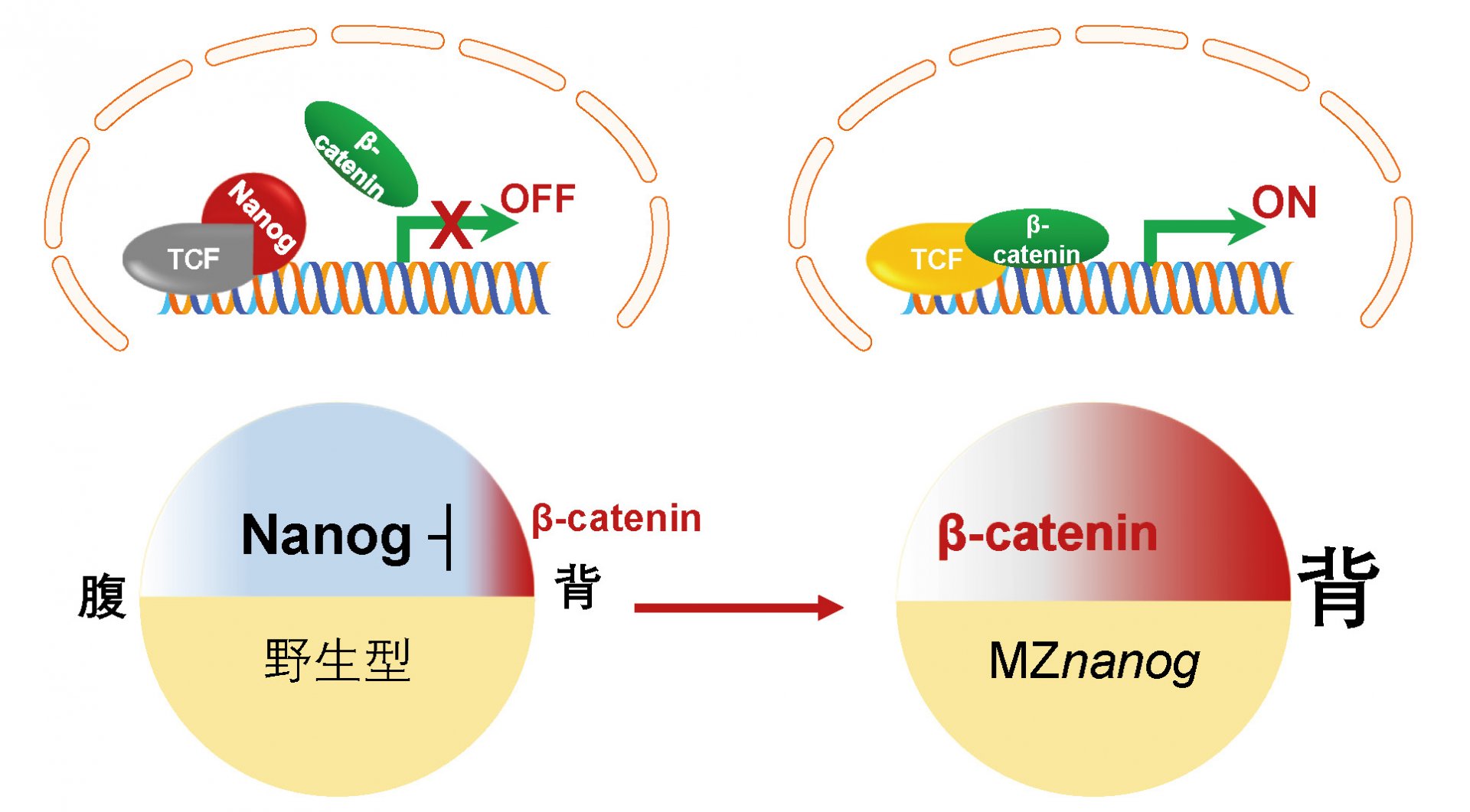 水生所揭示Nanog控制母源β-ca