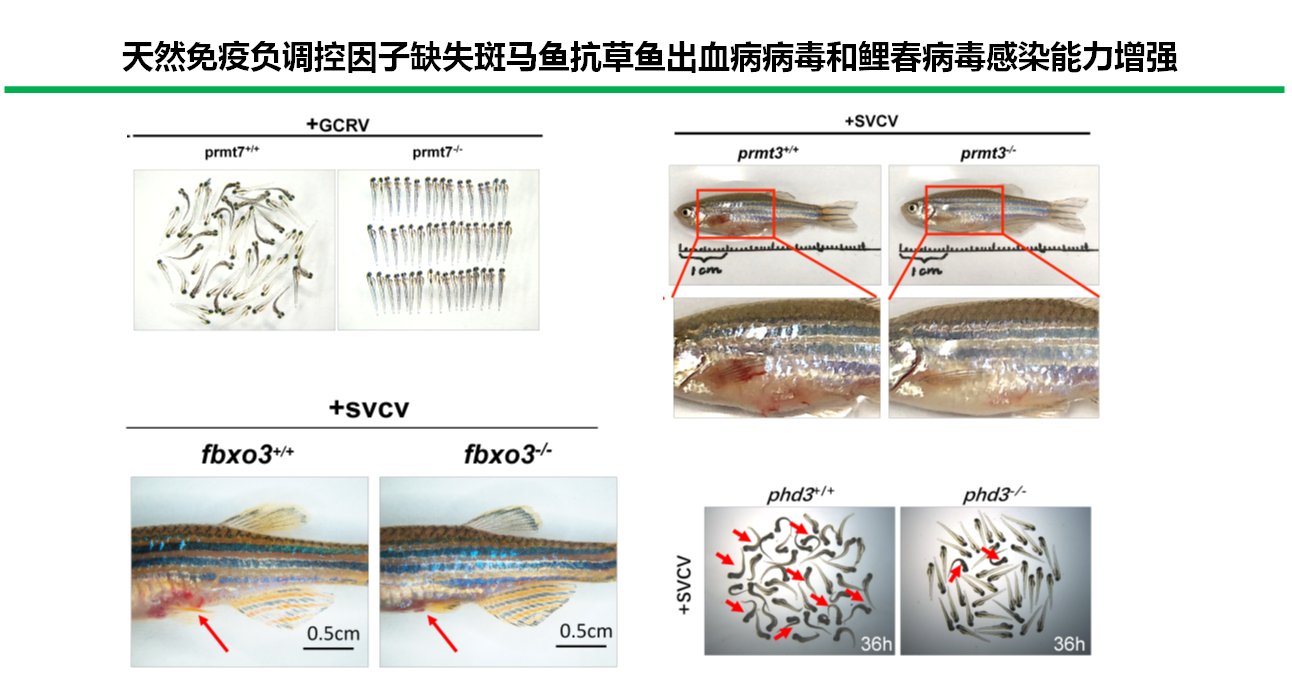 作者：欧阳刚