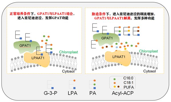水生所在微藻脂质代谢研究中取得重要进