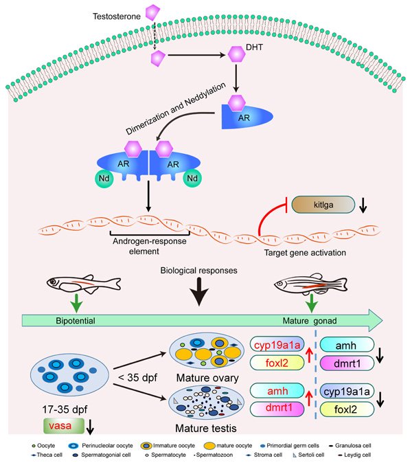 水生所揭示类泛素分子Nedd8调控斑