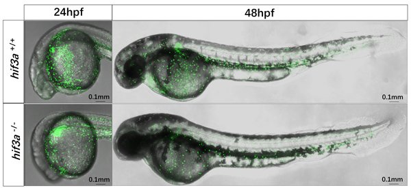 水生所揭示低氧诱导因子hif-3α增