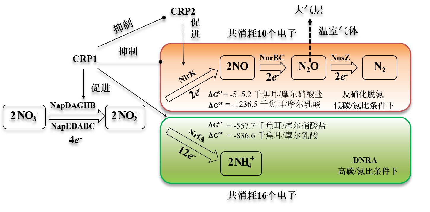 水生所关于细菌异化型硝酸盐还原成铵与