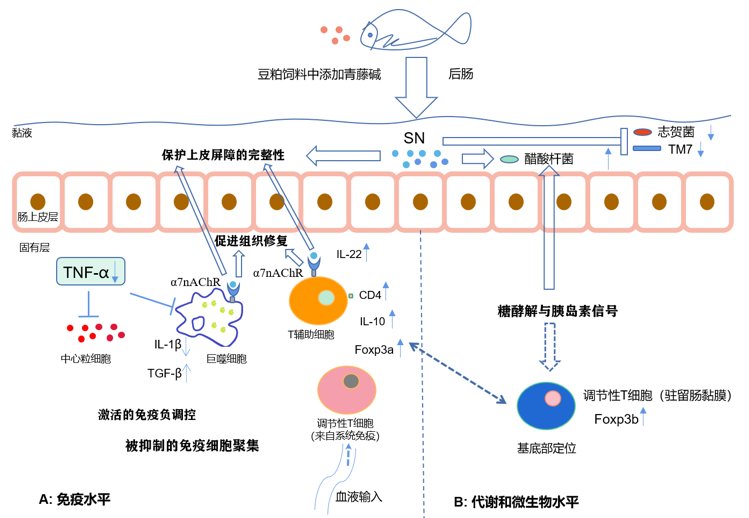 水生所研究揭示中药成分青藤碱的抗肠炎