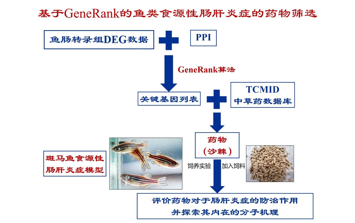 水生所关于鱼类肠肝炎症的药物研究取得