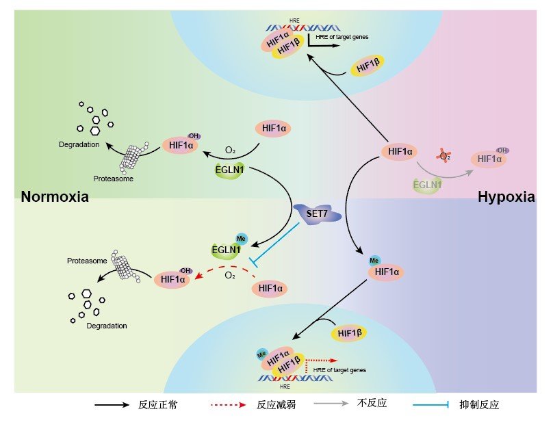 水生所发现机体氧气的感受器