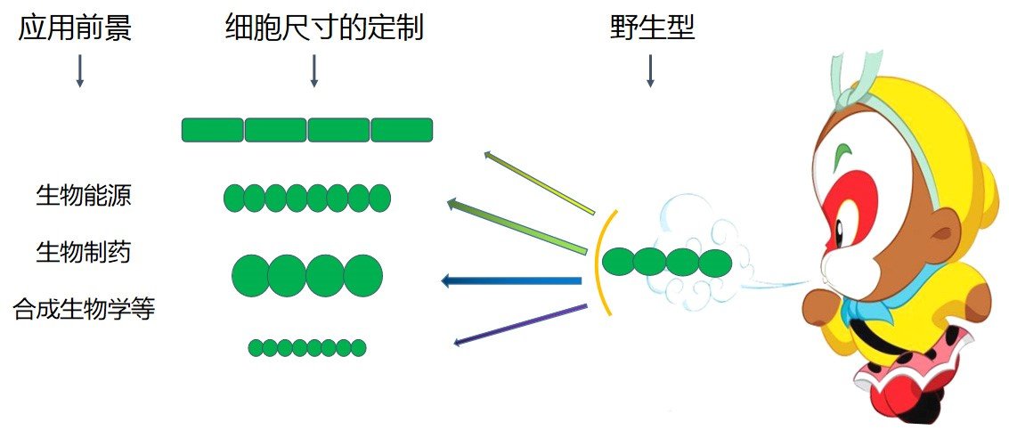 水生所在PNAS报道蓝藻细胞生物学研