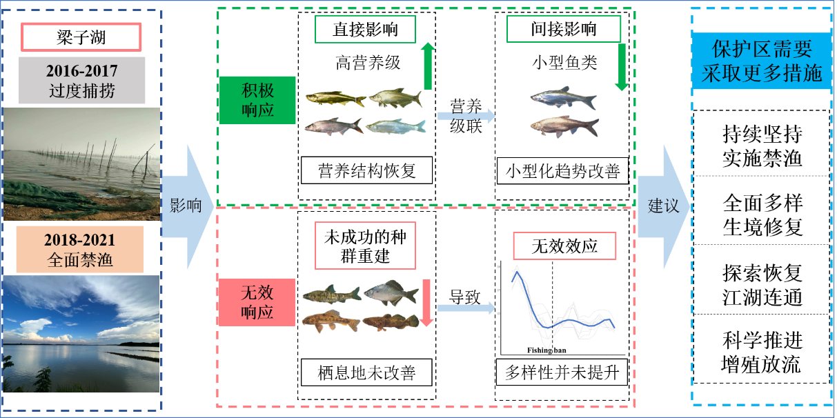 水生所揭示禁渔背景下长江中下游湖泊鱼
