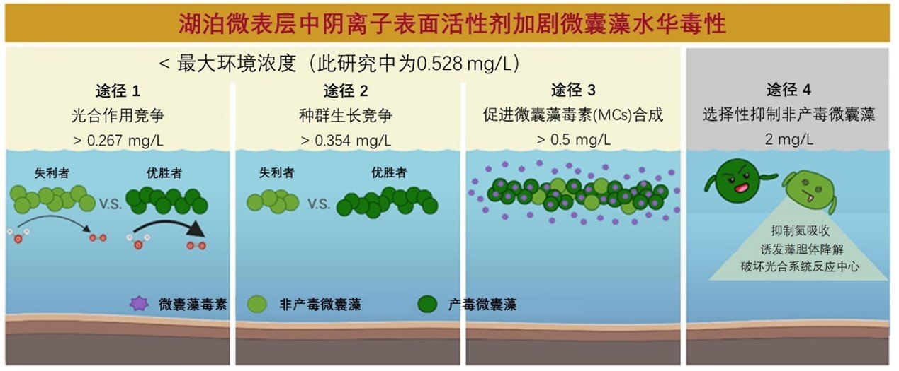 水生所揭示了湖泊微表层中环境浓度下阴