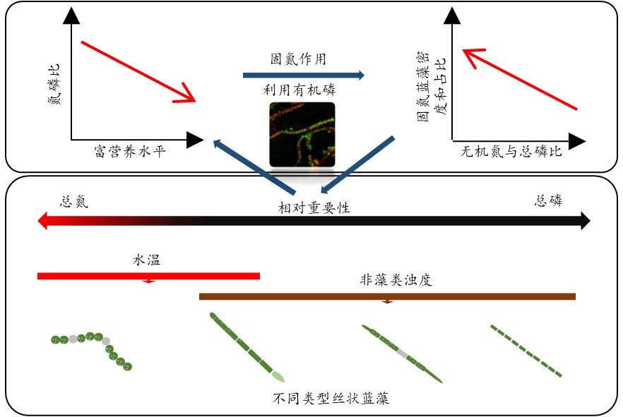 水生所在洪湖丝状蓝藻对环境因子响应机