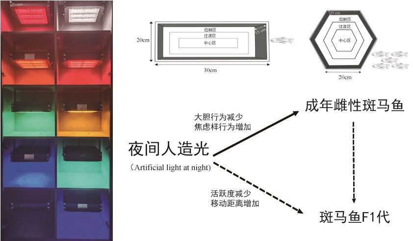 水电环保中的过鱼设施灯光诱趋鱼
