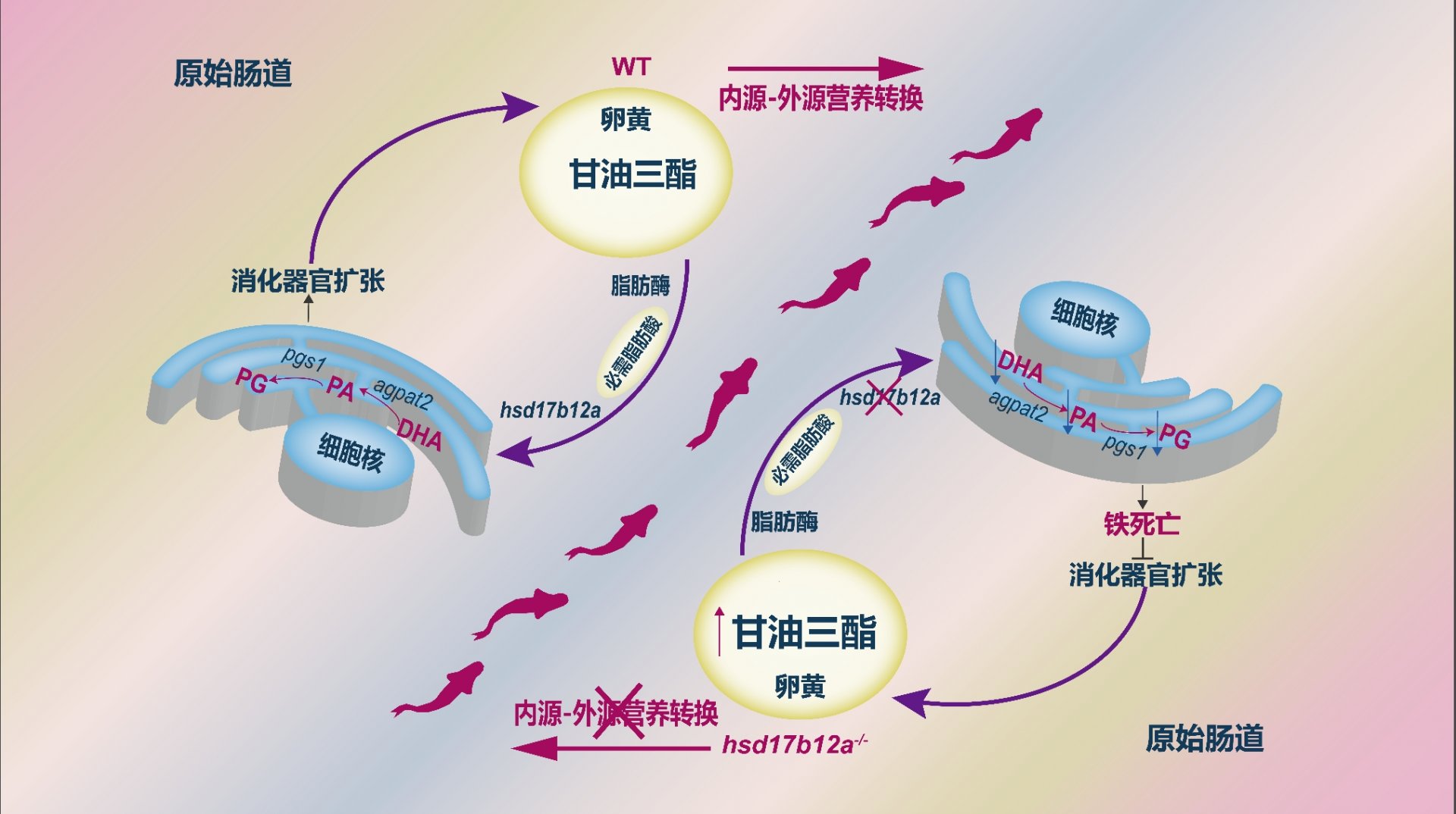 也就是说卵黄物质形成于卵母细胞的发育