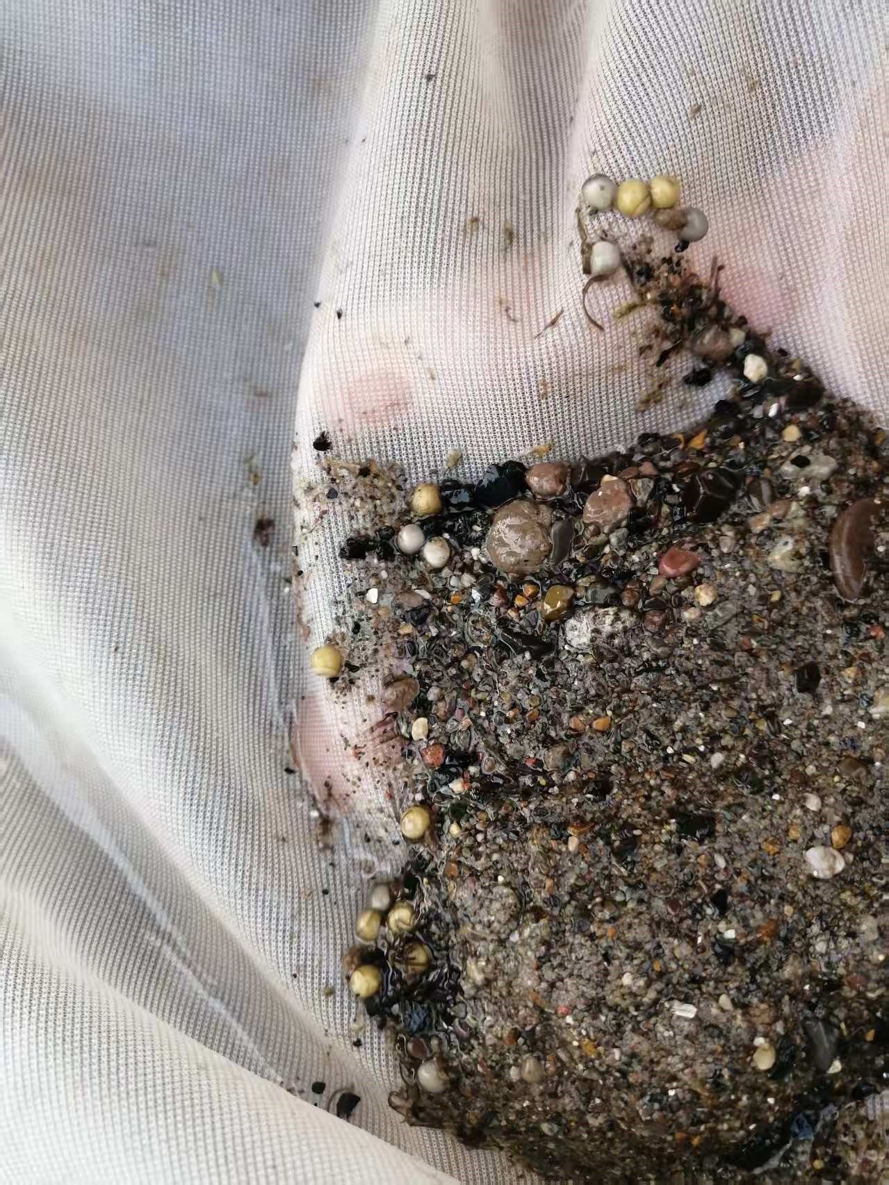 迈出了长江鲟野外种群恢复的关键一步