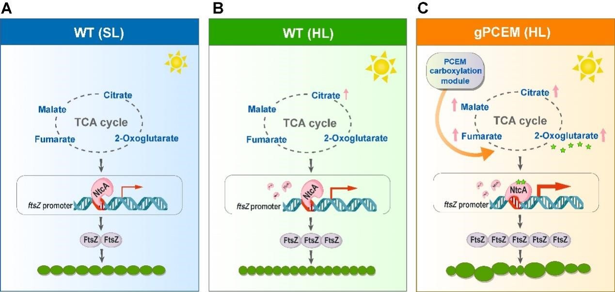 水生所在蓝藻细胞形态和生存适应分子机