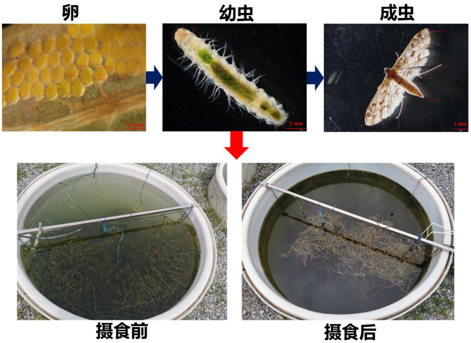 水生所揭示气候变暖加剧水生昆虫爆发抑