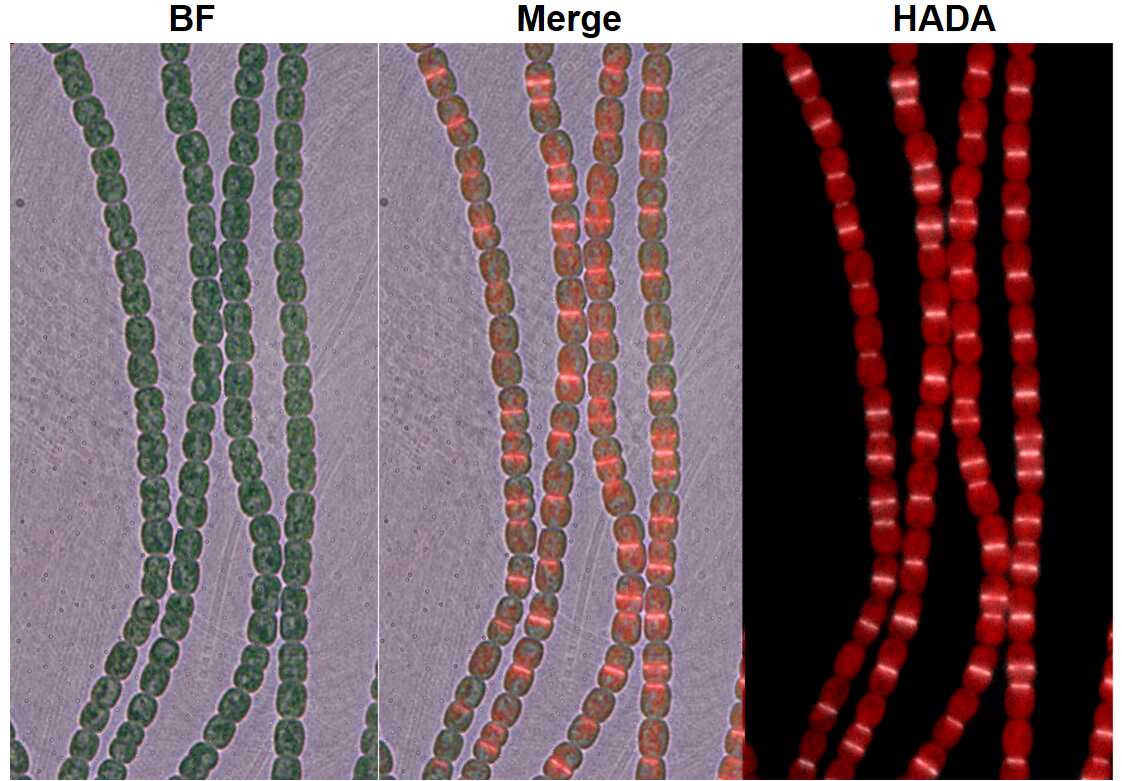 水生所在蓝藻细胞信号分子调控与生存适