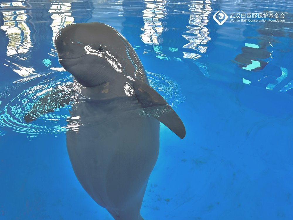 三年添俩宝 水生所又迎新生长江江豚