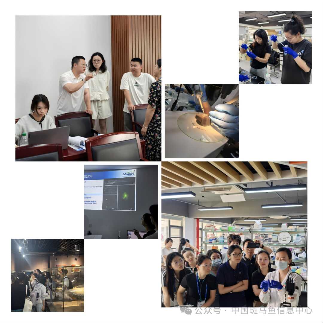 水生所举办2025年度全国斑马鱼技术