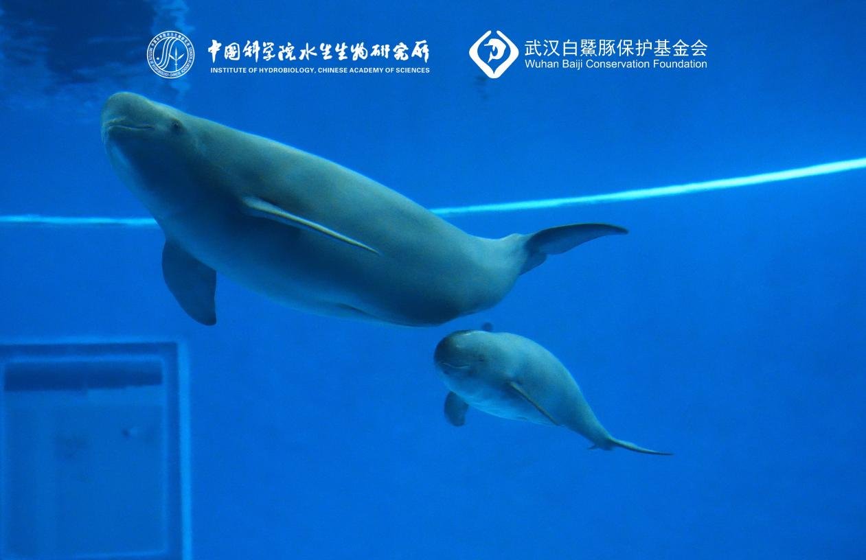 首例“头位分娩”长江江豚今天满月 体